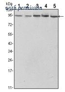 OriGene AM06536SU-N image 1