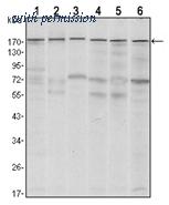 OriGene AM06545SU-N image 1
