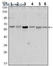 OriGene AM06552SU-N image 1