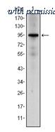 OriGene AM06570SU-N image 1