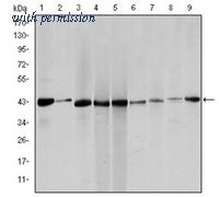 OriGene AM06574SU-N image 1