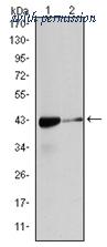 OriGene AM06575SU-N image 1