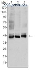 OriGene AM06580SU-N image 1