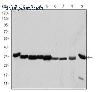 OriGene AM06593SU-N image 1