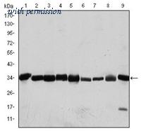 OriGene AM06594SU-N image 1