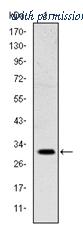 OriGene AM06610SU-N image 1