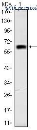 OriGene AM06629SU-N image 1