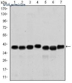 OriGene AM06632SU-N image 1
