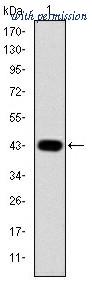 OriGene AM06657SU-N image 1