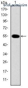 OriGene AM06659SU-N image 1