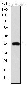OriGene AM06665SU-N image 1