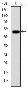 OriGene AM06666SU-N image 1
