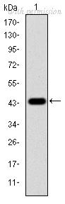 OriGene AM06672SU-N image 1