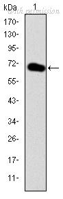 OriGene AM06673SU-N image 1