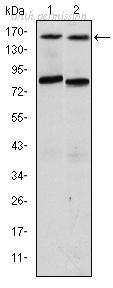 OriGene AM06674SU-N image 1