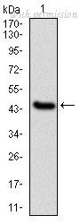 OriGene AM06692SU-N image 1