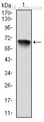 OriGene AM06696SU-N image 1