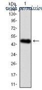 OriGene AM06745SU-N image 1