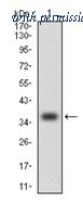 OriGene AM06749PU-N image 1
