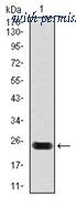 OriGene AM06763SU-N image 1
