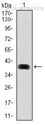 OriGene AM06767SU-N image 1