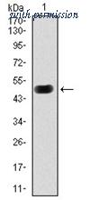 OriGene AM06770SU-N image 1