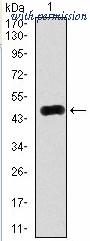 OriGene AM06774PU-N image 1