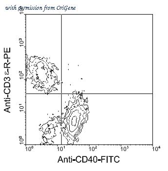 OriGene AM08042FC-N image 1