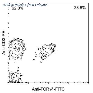 OriGene AM08117FC-N image 1