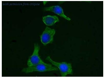 OriGene AM08176PU-N image 1