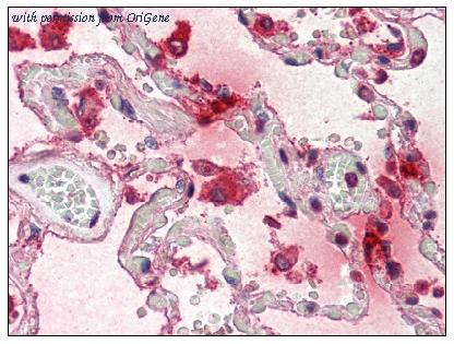 OriGene AM08408PU-N image 1