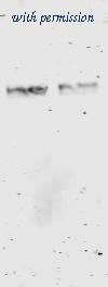 OriGene AM08430PU-N image 1