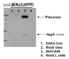 OriGene AM08450PU-N image 1
