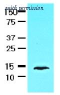 OriGene AM09011PU-N image 1