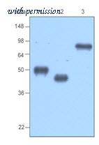 OriGene AM09022PU-N image 1