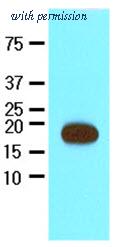 OriGene AM09035PU-N image 1