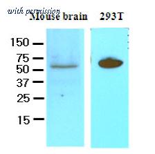 OriGene AM09054PU-N image 1
