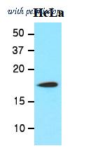 OriGene AM09056PU-N image 1