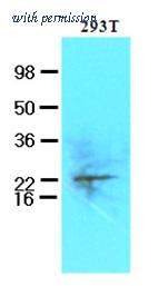 OriGene AM09138PU-N image 1