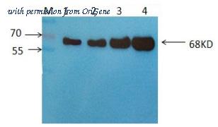 OriGene AM09262PU-N image 1