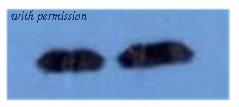 OriGene AM09264PU-N image 1