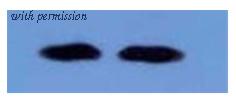 OriGene AM09265PU-N image 1
