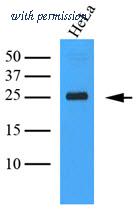 OriGene AM09361PU-S image 1