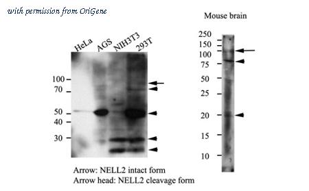 OriGene AM09386PU-N image 1