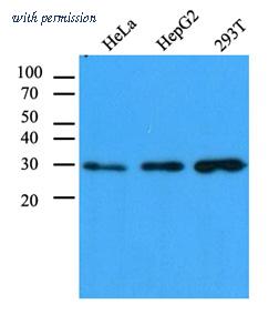 OriGene AM09388PU-N image 1