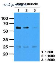 OriGene AM09390PU-N image 1