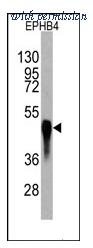OriGene AM11066PU-N image 1
