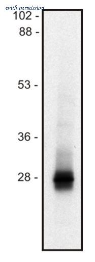 OriGene AM12130PU-N image 1