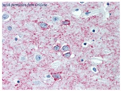OriGene AM12133PU-N image 1