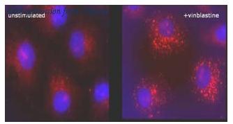 OriGene AM20212PU-N image 1